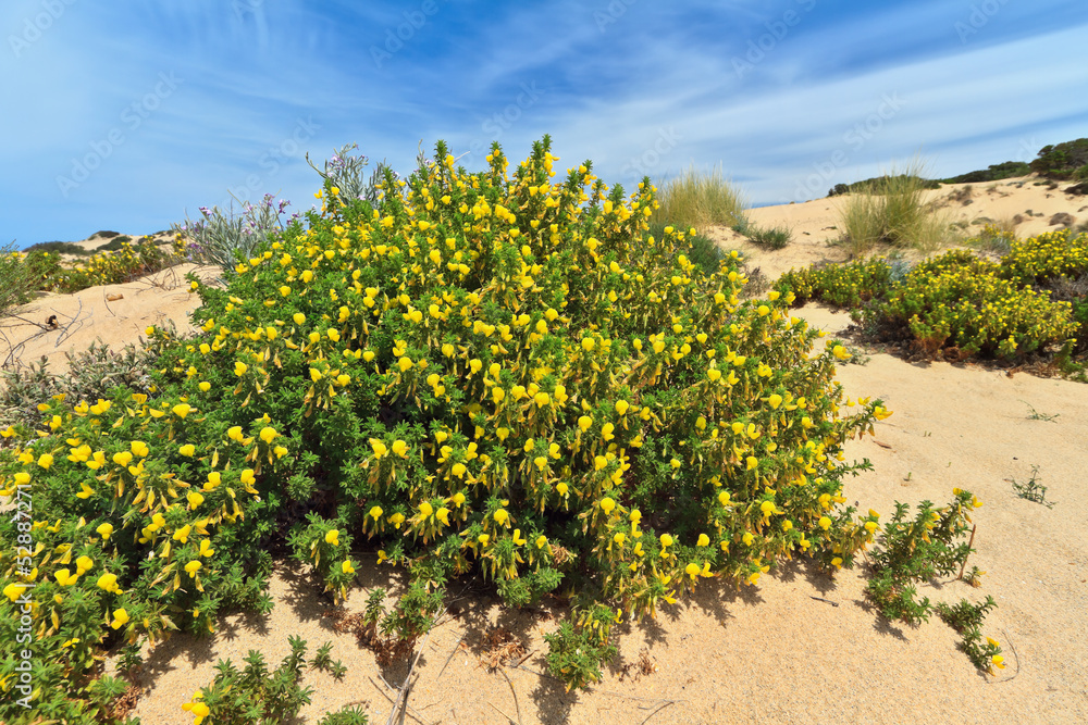 Sardinia - flowered dune