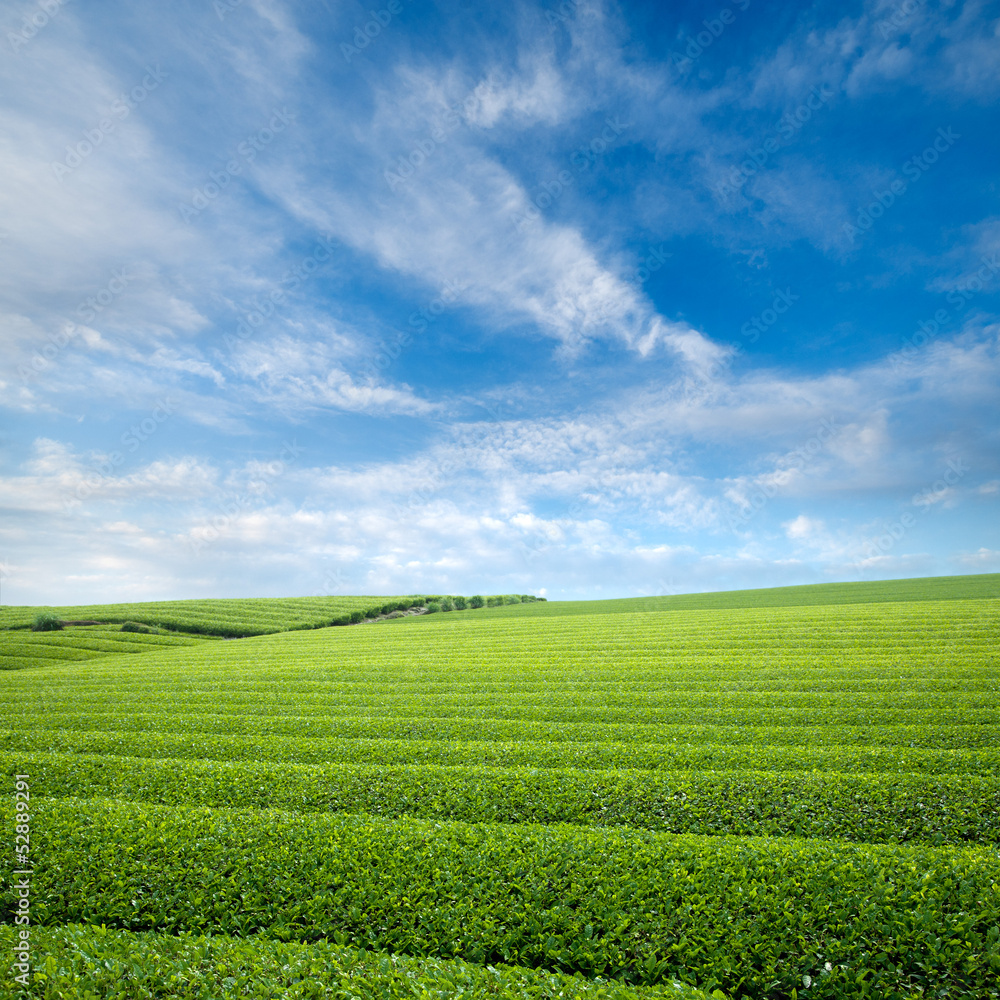 茶畑 茶畑