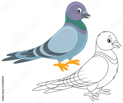 Gray pigeon