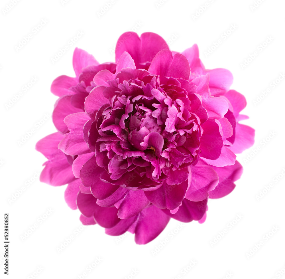 Pink peony. isolated on white