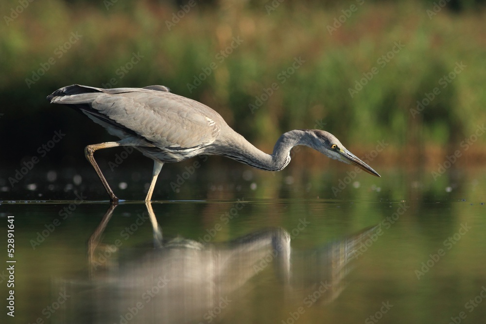 Fototapeta premium Grey Heron, Ardea cinerea,