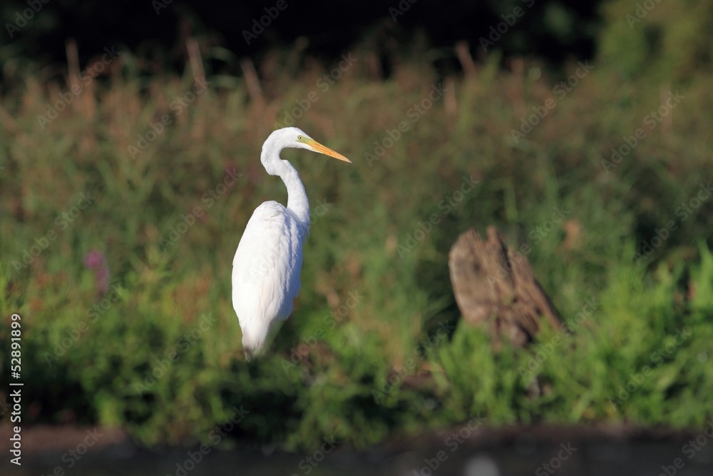 Great Egret, Ardea alba, Common Egret, Great White Heron, Great Egret, Ardea alba, Common Egret, Great White Heron,