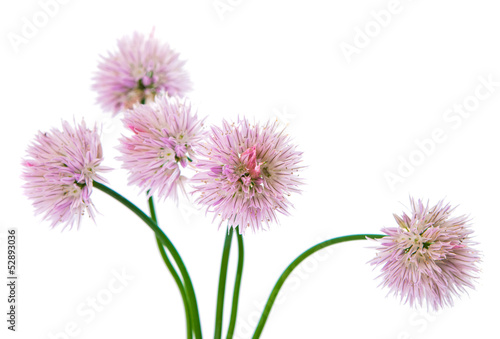 Chives with flowers isolated