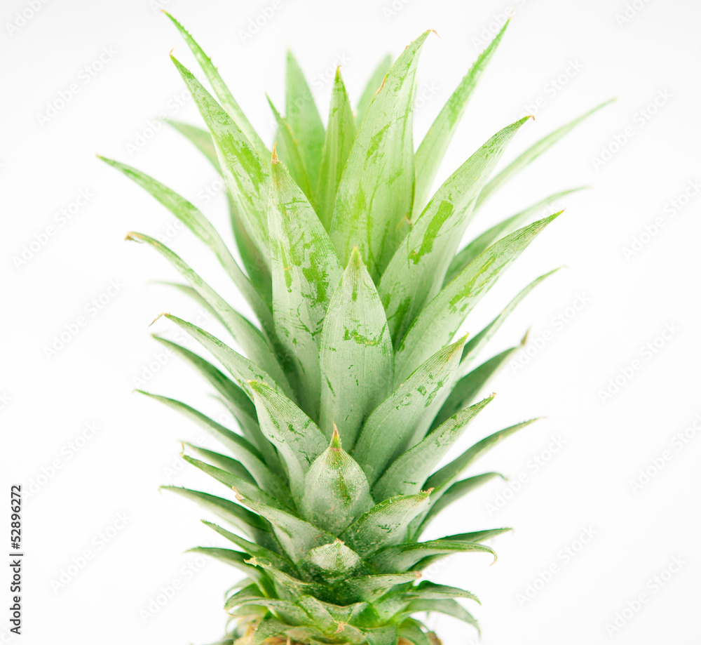 Closed up green leaf pineapple on white background Closed up green leaf pineapple on white background