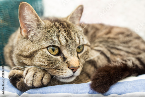 Resting Tabby Cat © Christine Bird