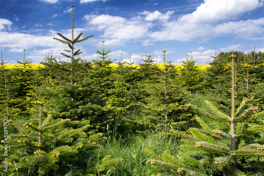 Obraz premium Nordmanntannen im Frühling