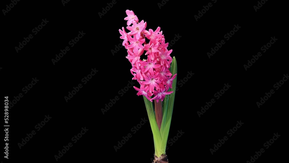 Time-lapse opening hyacinth flower buds ALPHA matte, (Hyacinthus Time-lapse opening hyacinth flower buds ALPHA matte, (Hyacinthus