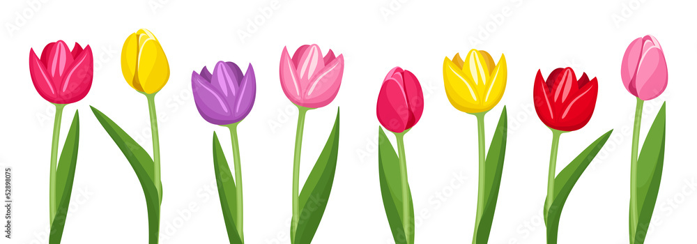Fototapeta premium Tulipany w różnych kolorach. Ilustracji wektorowych.
