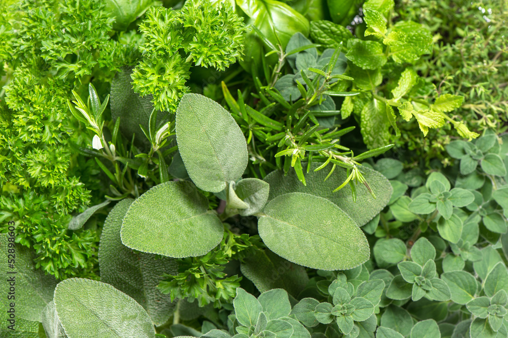 closeup of variety fresh herbs - obrazy, fototapety, plakaty 