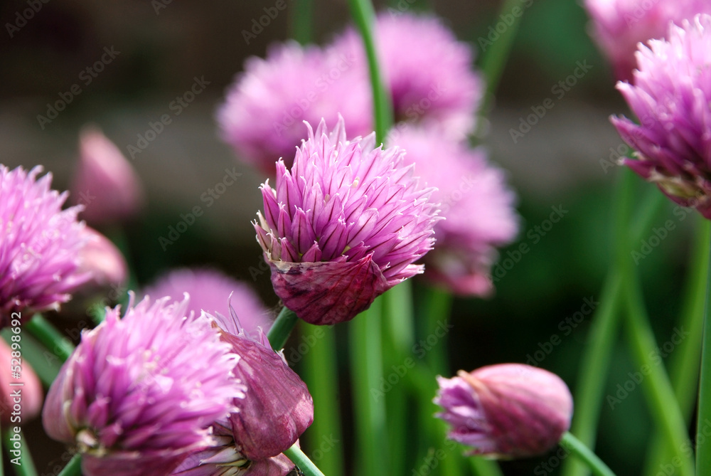 Pink chive flowers opening Pink chive flowers opening