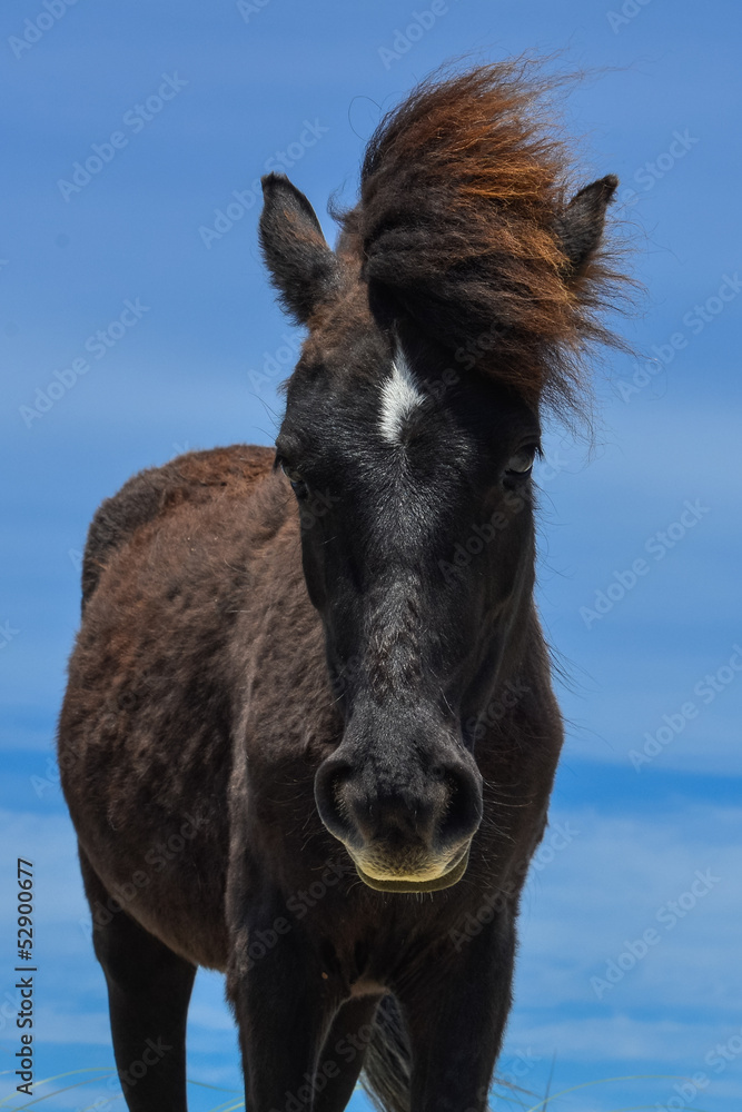 Fototapeta premium spanish mustang wild horse in north carolina