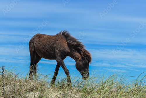 spanish mustang wild horse on the dunes in north carolina
