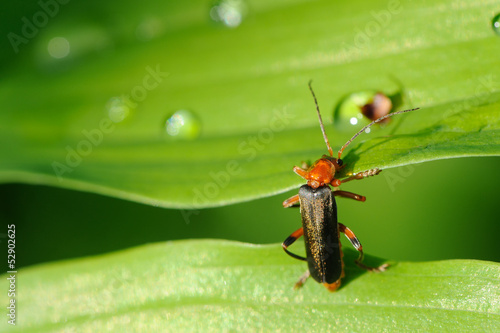 Soldier Beetle (Cantharis Rustica) © Vidady