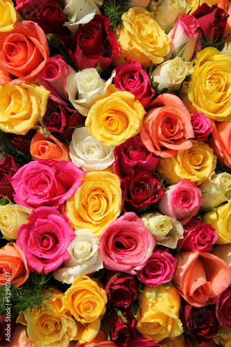 Fototapeta Naklejka Na Ścianę i Meble -  Multicolored roses