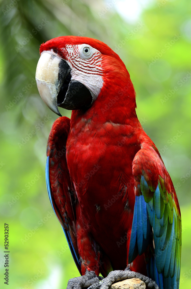 Obraz premium Closeup of a beautiful red and blue macaw, macaw bird with nice