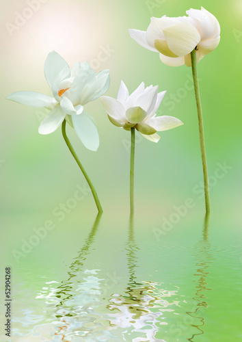 flore aquatique  lotus blanc