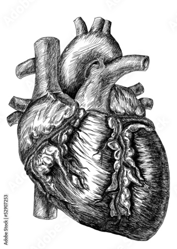 heart drawing on white background