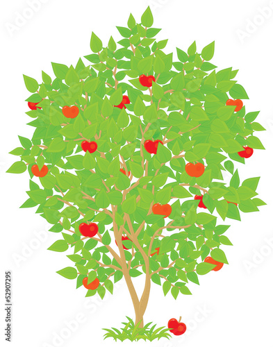 Apple tree with red-ripe fruits