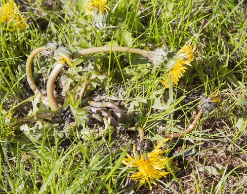 Dandelion dying in lawn after treatment of weedkiller