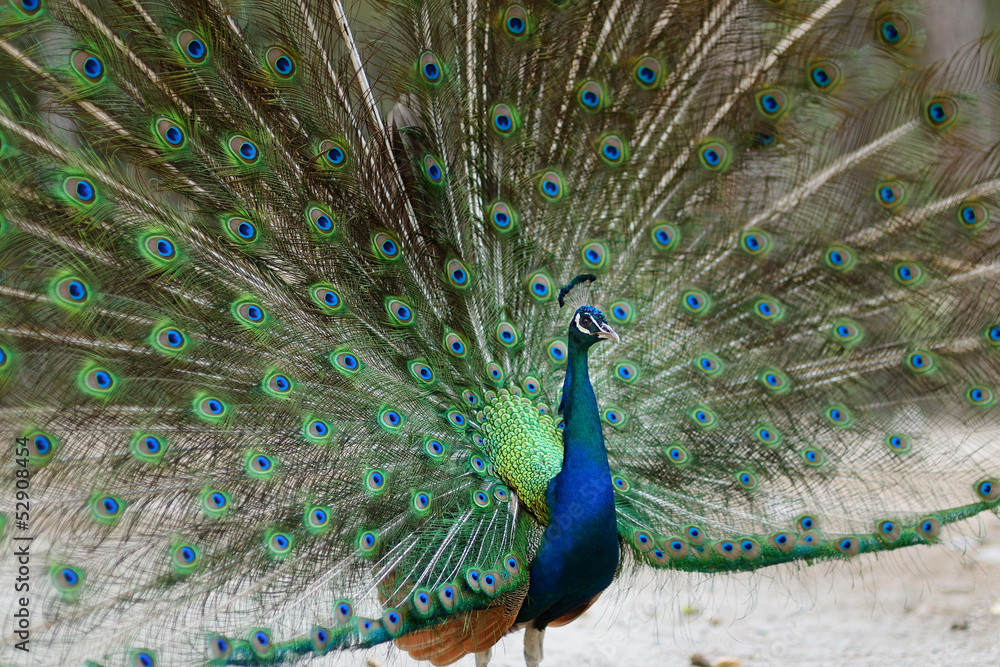 Obraz premium A peacock displaying his plumage