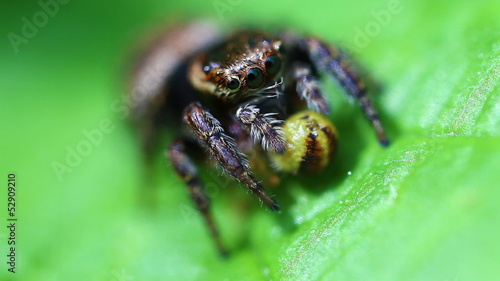 Springspinne - Beute - Supermakroaufnahme photo