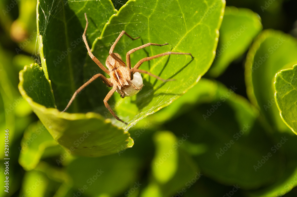 little spider through the green leaves of a plant little spider through the green leaves of a plant