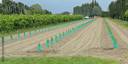 Replantation