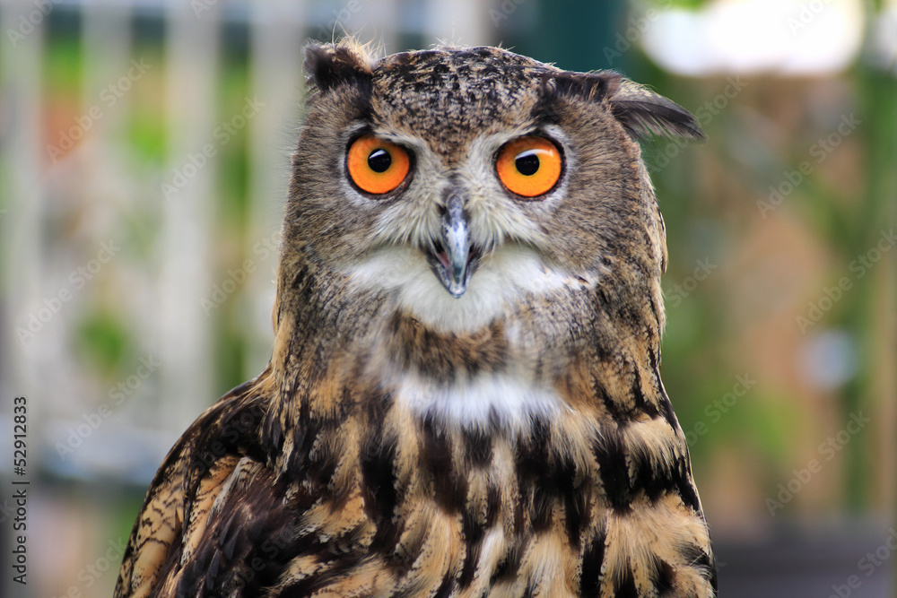 Fototapeta premium An eagle owl
