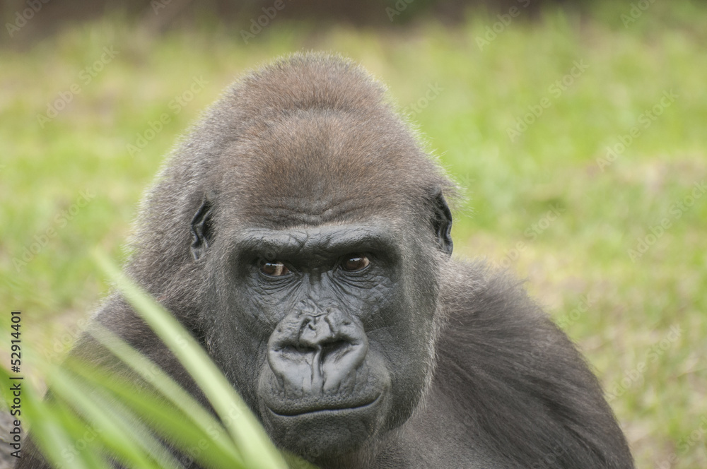 Gorilla Gorilla