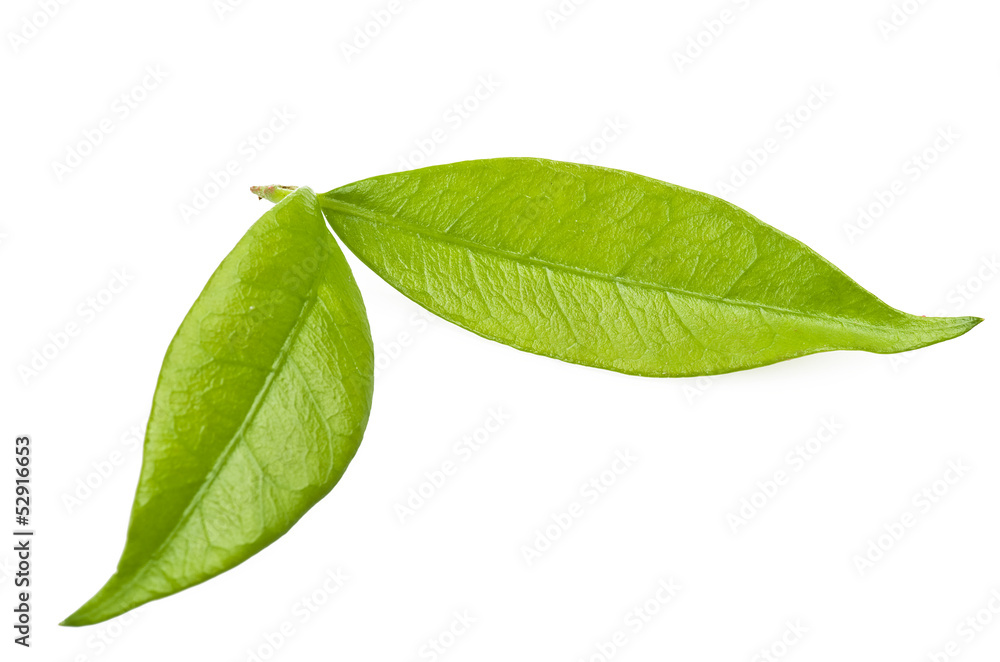 Fototapeta premium leaves of jasmine close up on the white
