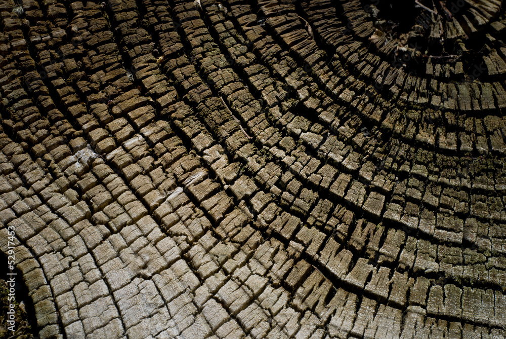 Fototapeta premium wood texture