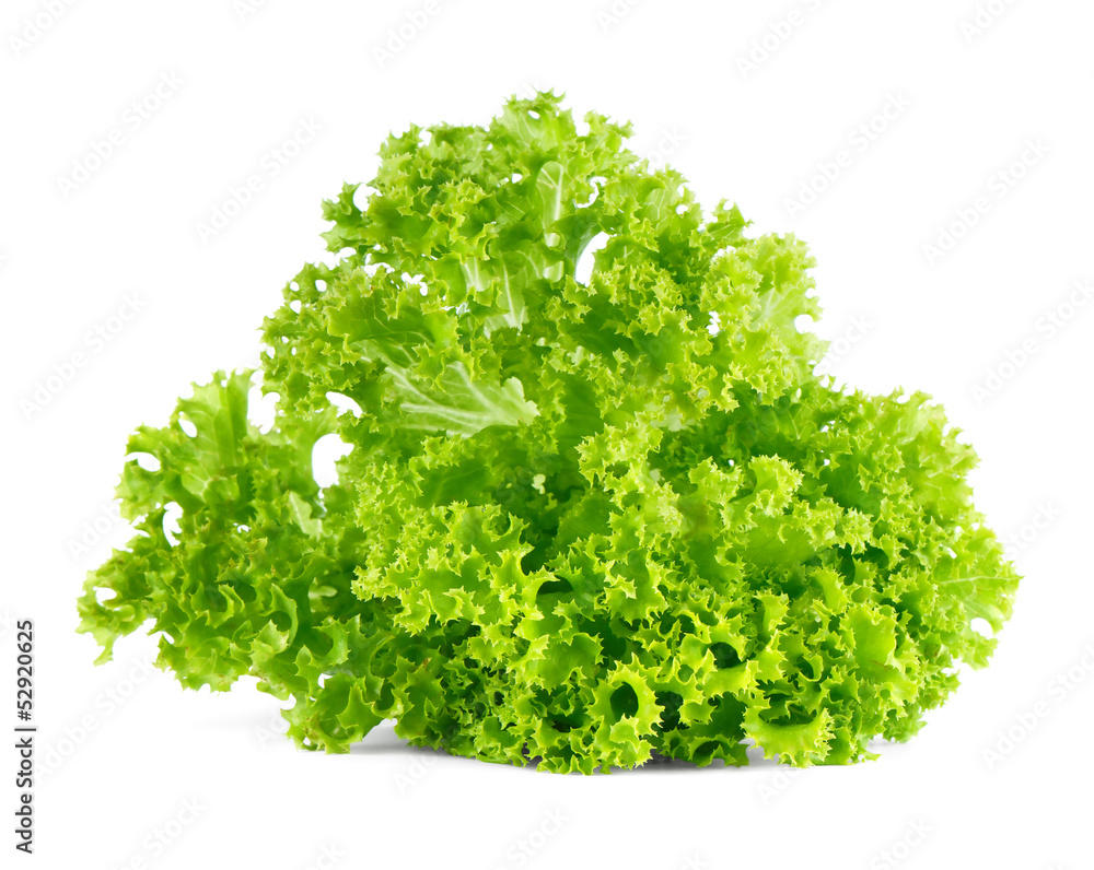 Fresh green lettuce salad isolated on white background. Fresh green lettuce salad isolated on white background.