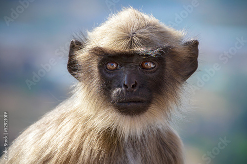 Black faced monkey, grey langur sitting on a tree in Rishikesh,