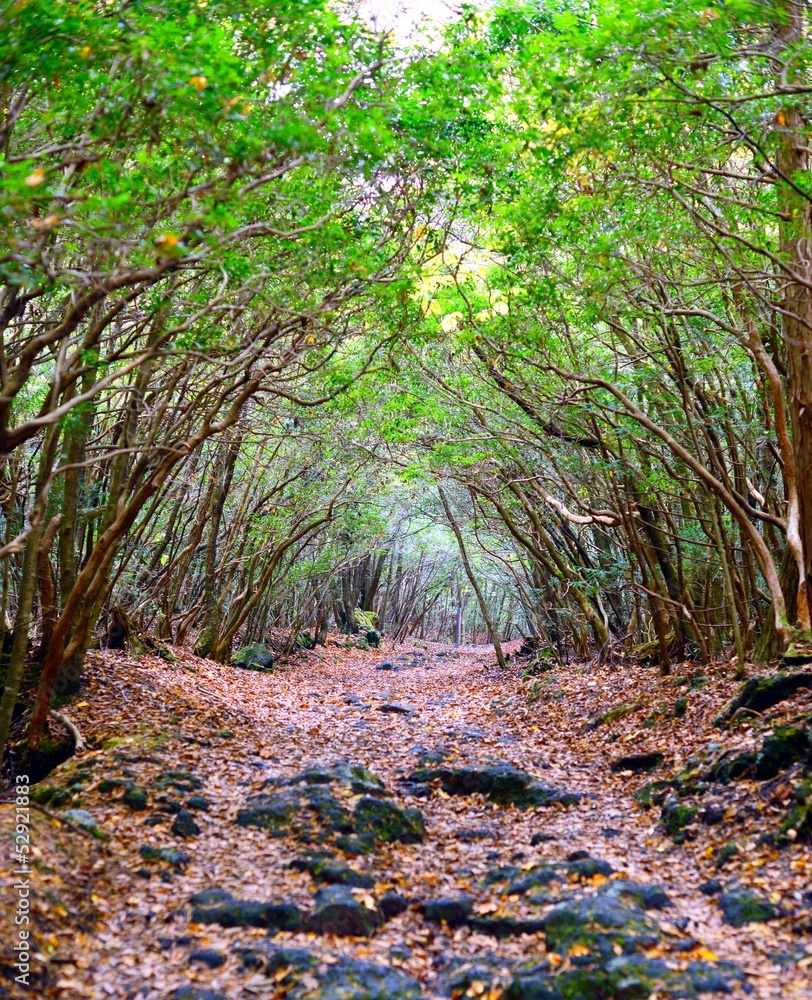 Fototapeta premium Las Aokigahara