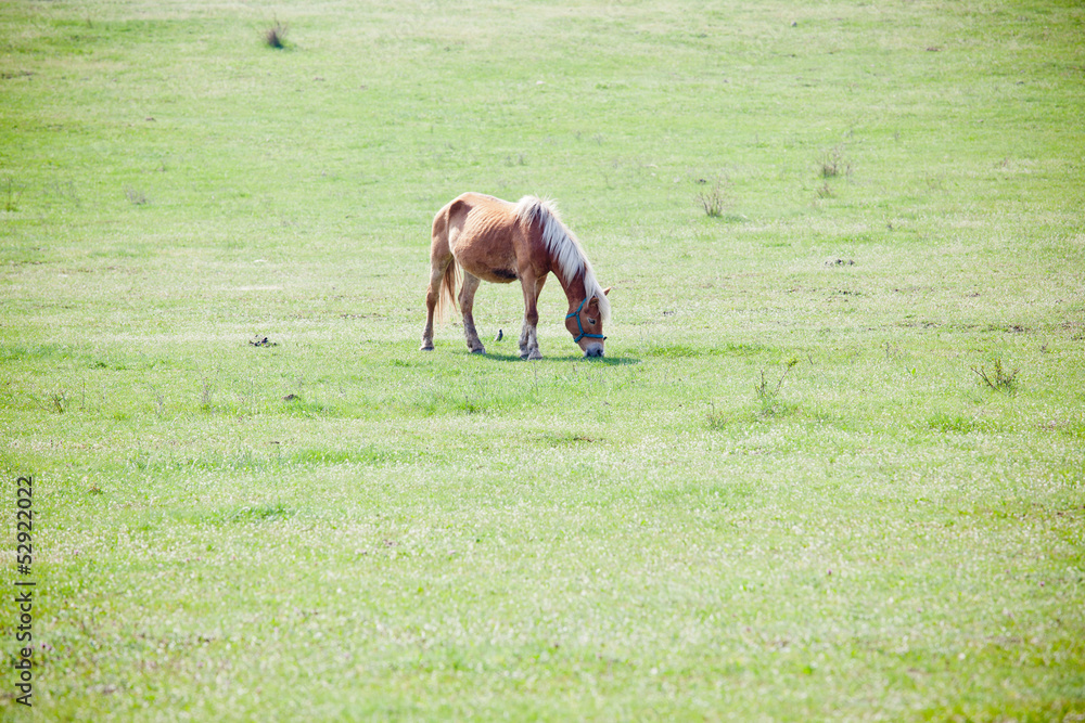 Naklejka premium Beautiful horse