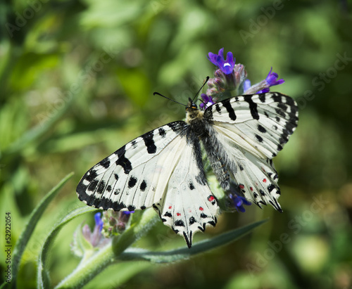 White butterfly with patterns #52922054