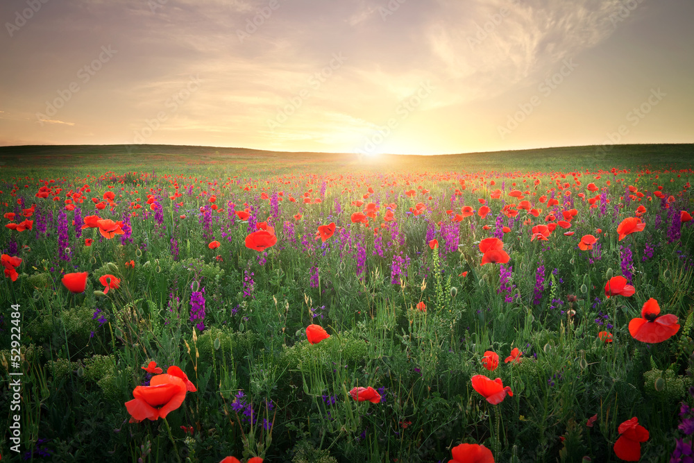Field with grass, violet flowers and red poppies. Sunset Field with grass, violet flowers and red poppies. Sunset