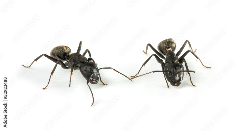 Black Ants Black Ants