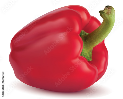 Paprika isolated. Vector illustration