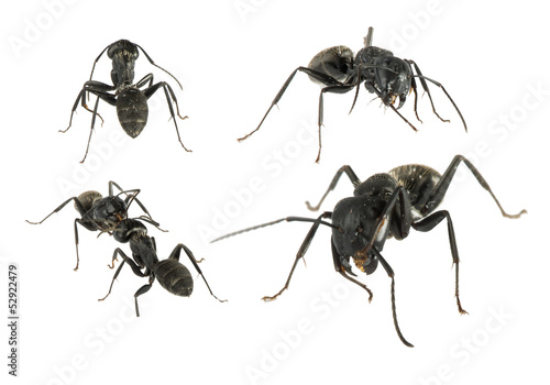 Black Ants © Deyan Georgiev