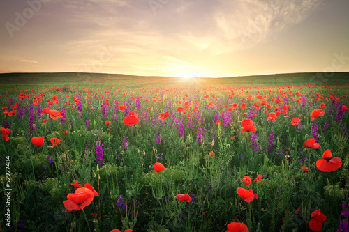 Field with grass  violet flowers and red poppies. Sunset