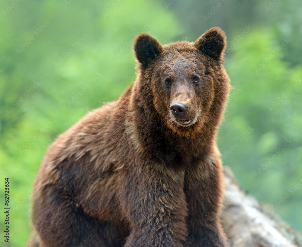 Brown bears in the Carpathians.