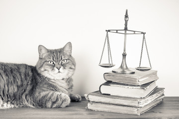Scales, books and cat on a table. Vintage sepia photo