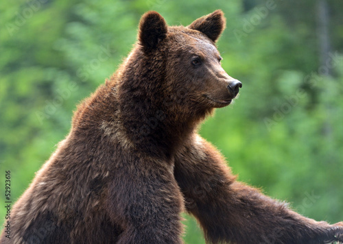 Brown bears in the Carpathians. © kyslynskyy