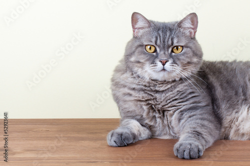 British Cat laying on table portrait
