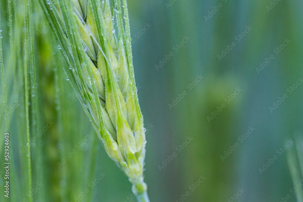 Morning dew on young wheat