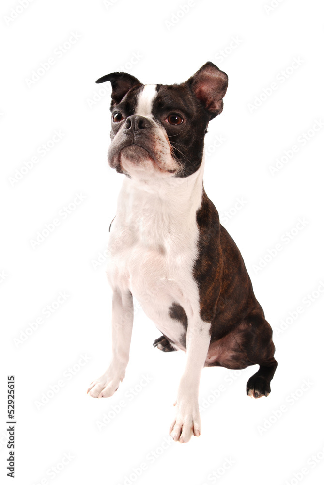 Boston Terrier Dog Standing