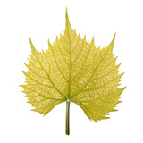 Vernal leaf of Common Grape Vine
