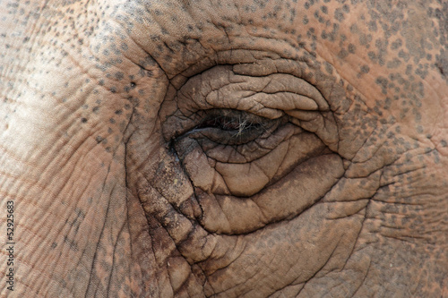 Eye of an asiatic elephant