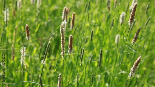 Nature summer background with fresh foxtail grass on the wind